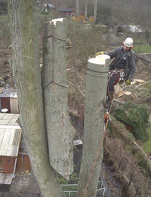 Baumfällung in Stücken