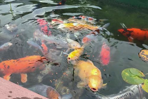 Koi-Teich mit Felsufer und Farn